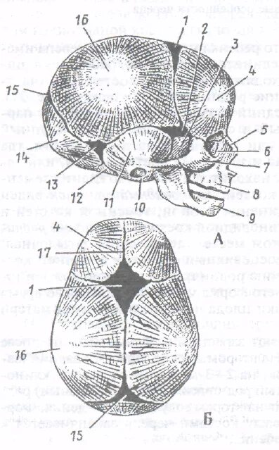 Роднички черепа новорожденного. Роднички у младенцев анатомия. Роднички черепа анатомия. Родничок у новорожденных схема. Телефон роднички