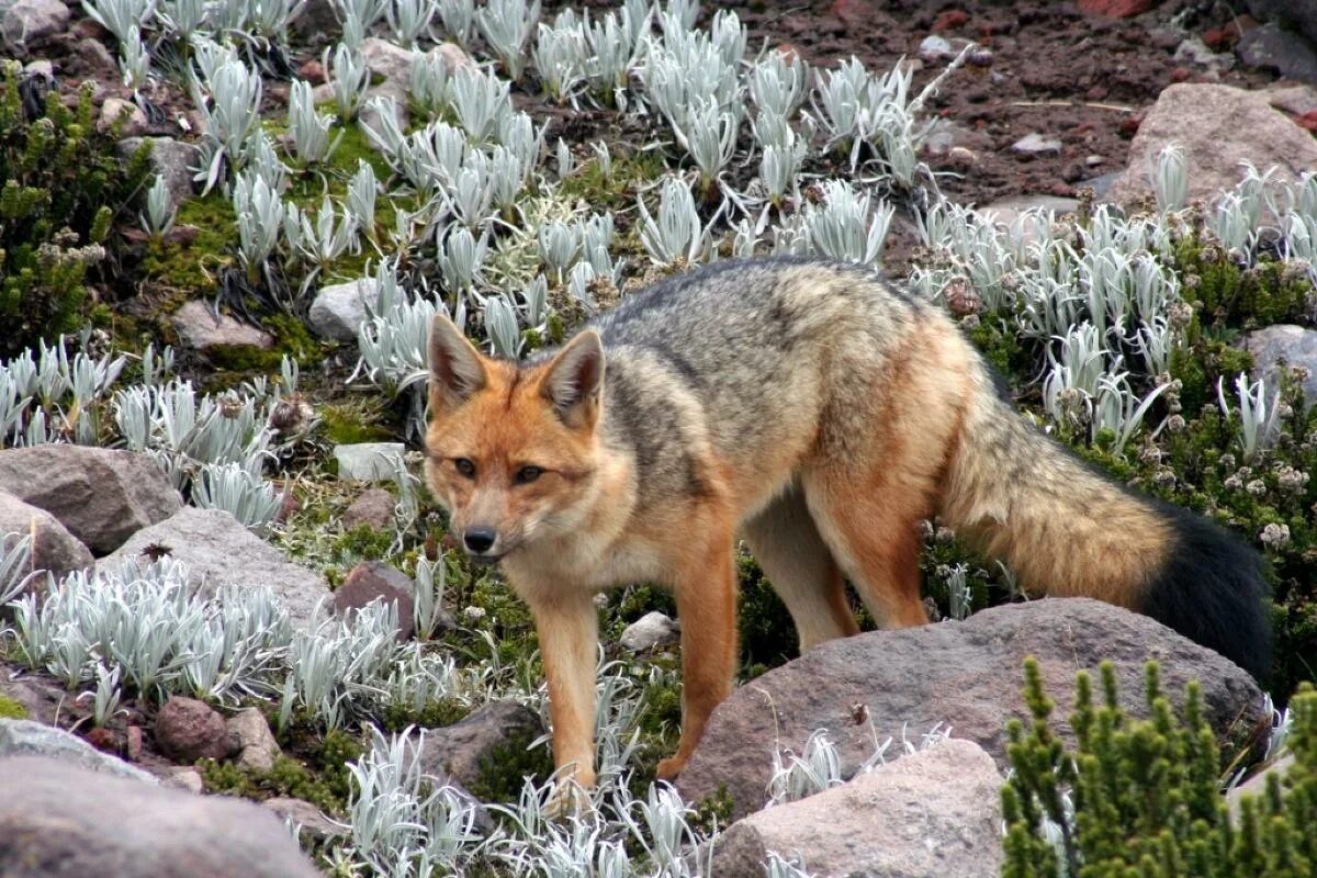 Foxes youtube. Андская лиса. Lycalopex culpaeus. Фолклендская лисица. Саванный Лис Майконг.