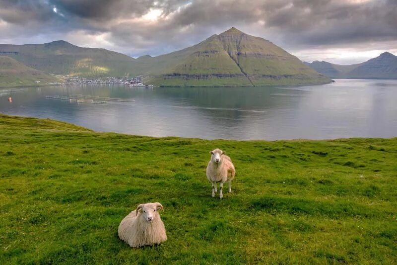 Португалия фарерские острова. Овцеводство Фарерских островов. Фарерские острова население. Фарерские острова овцы. Фарерские острова населенность.