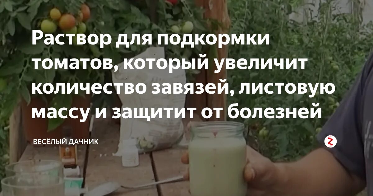 Молоко от фитофторы помидор. Подкормка помидор йодом и молоком. подкормка томатов борной кислотой и йодом и молоком. подкормка помидор йодом. от фитофторы на помидорах сыворотка с йодом.