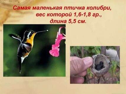 Масса птицы колибри