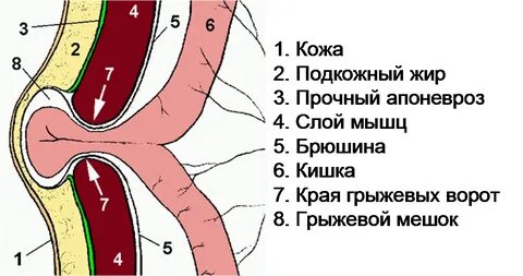 Пупочное кольцо это