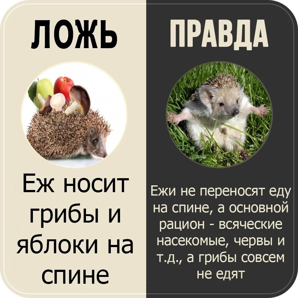 Ежик перенос