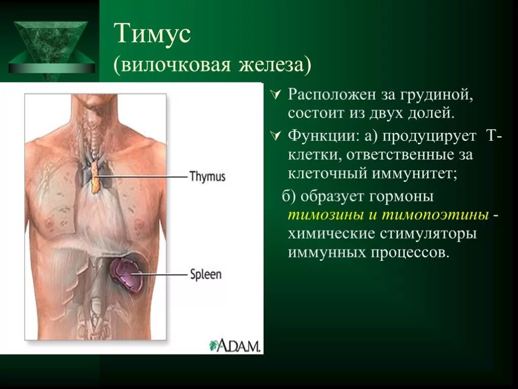 Иммунный орган тимус. Зобная железа функции. Типусвилочковая железа.