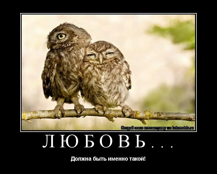 Мальчик и птичка. Прикольные совы с надписями. Люди совы характеристика. Филин и сова. Сердитая сова.