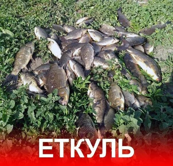 Рыба в челябинских озерах. Челябинские озера для рыбалки. аткуль рыбалка в челябинской. рыба на еткуле. рыба на озере иртяш челябинская область.