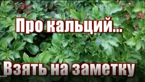 Кальций в почве