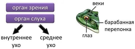 Строение органа слуха земноводных. Орган слуха лягушки. Орган слуха лягушки строение. Строение уха лягушки. Барабанная перепонка у лягушки