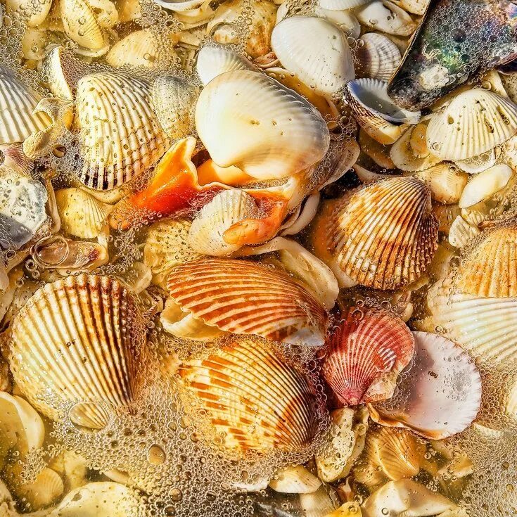 Морская раковина. Красивые ракушки. Море ракушки. Ракушки цветные. Shell island