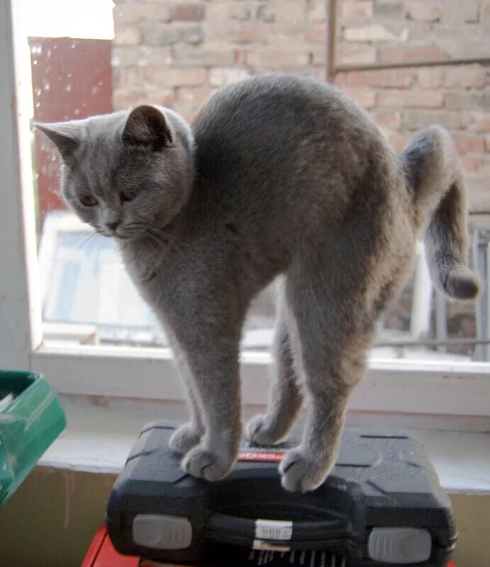 Кошачья спинка на экг при инфаркте. Экг кошечка инфаркт. Инфаркт миокарда экг кошачья спинка. Инфаркт миокарда экг кошачья спинка. Кошка экг инфаркт миокарда.