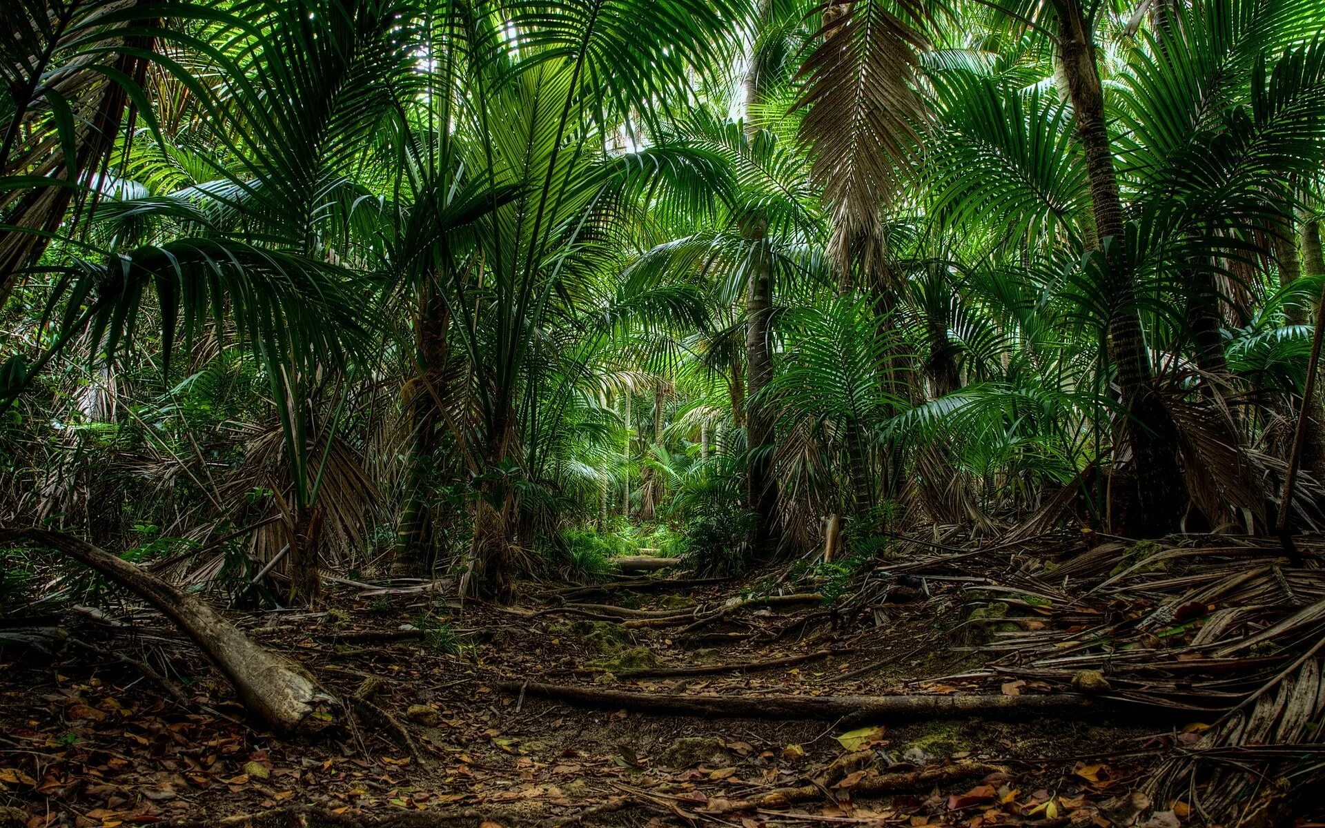 сообщение про тропические леса. животные и растения тропических лесов. джунгли индии киплинга. рассказы тропиков. животные и растения тропических лесов.