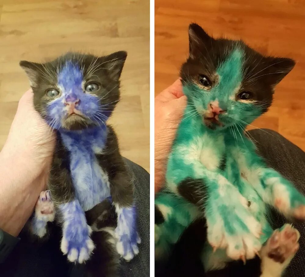 Издевательства над котенком. Живодерство над котятами. Издевательства над кошками. Издательство над котом. Ребенок издевается над кошкой.