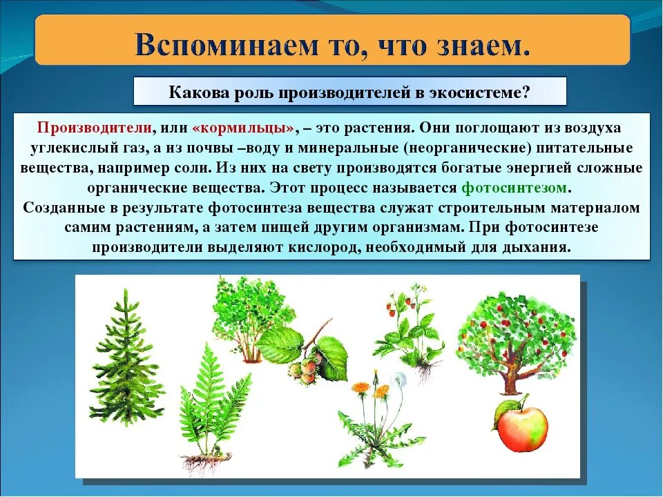 Производители органического вещества в еловом лесу. Производители в экосистеме. Растения производители. Производители биология. Растения производители 3 класс.