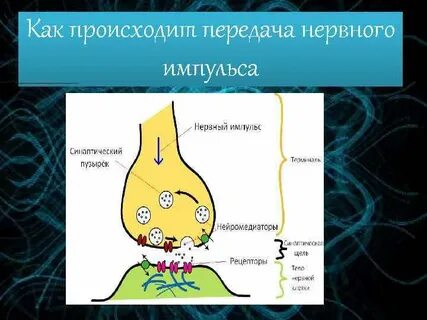 Движение нервного импульса