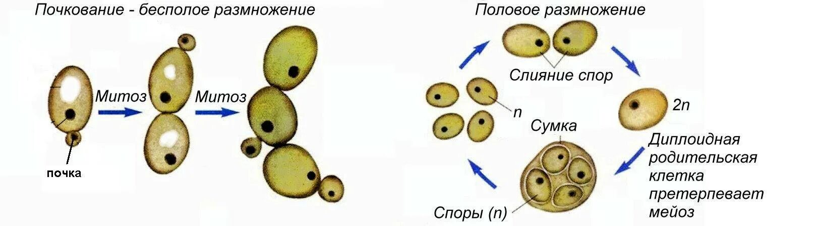 Почкование какой способ размножения. Размножение дрожжей почкованием. бесполое размножение дрожжей. почкование дрожжей тип размножения. дрожжевые грибы размножение.