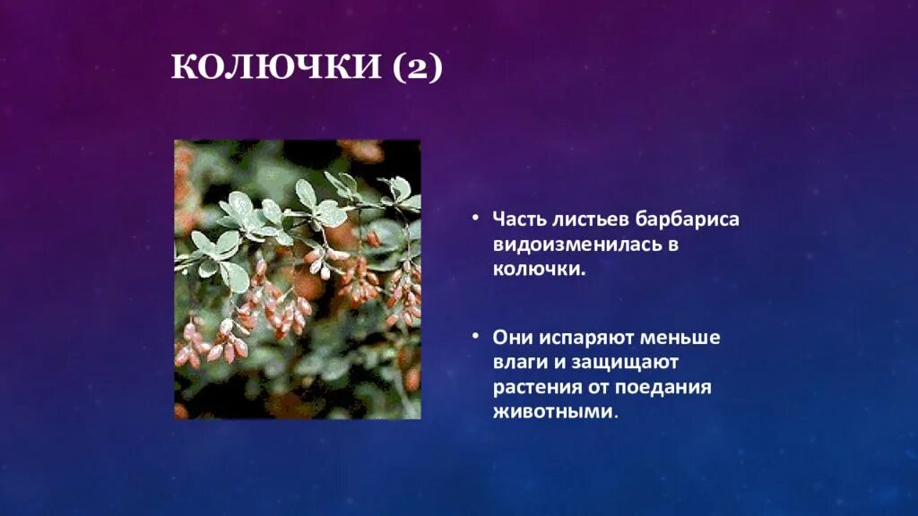 Чем обусловлены видоизменения листьев у этих растений. Приспособления растений от поедания животными. видоизменение листа барбариса. барбарис видоизменение листьев. способы защиты растений от поедания животными.