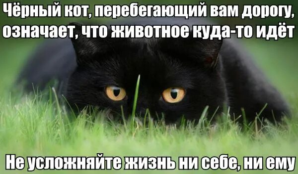 Жизнь черного кота