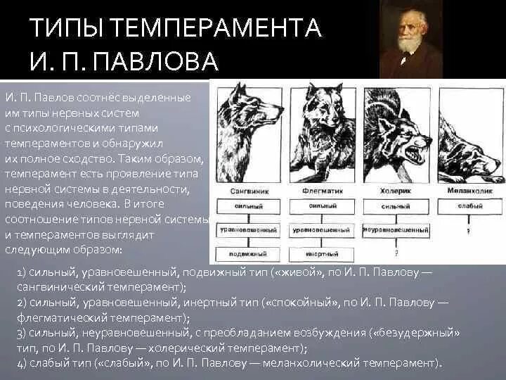 Типы темперамента по гиппократу и павлову. Типология павлова темперамент. типы темперамента по и.п. павлову. типы темперамента и. п. павлова —. типы темперамента павлов.