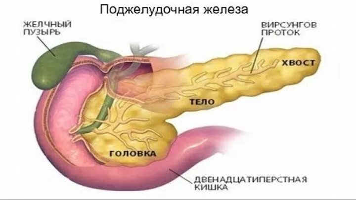Вирсунгов проток анатомия. Желчный пузырь и поджелудочная железа. Поджелудочная расположение.
