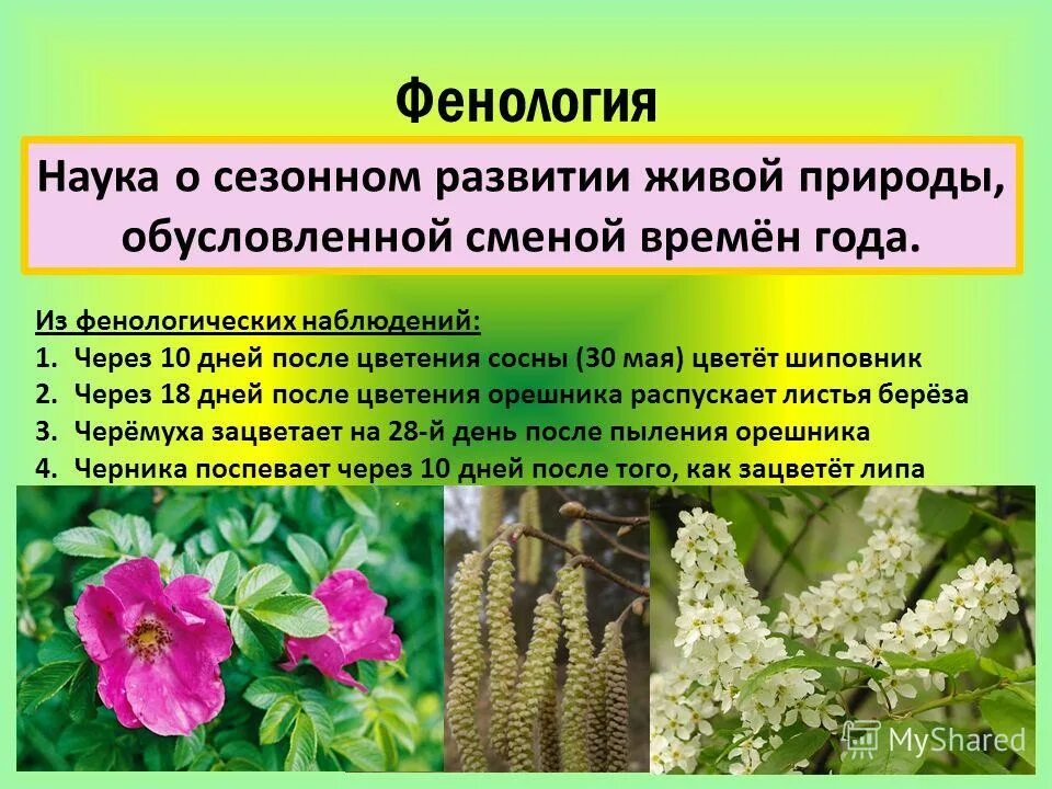 Фенология. Фенология это наука изучающая. Фенологические понятия.