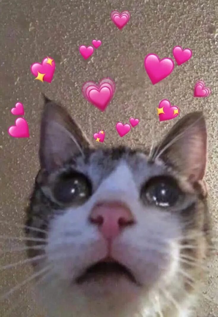 Image may include: Without context Memes de animales tiernos, Mascotas memes, Ga