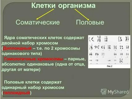 Сколько хромосом в половых клетках у человека