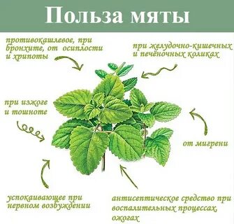 Мята перечная применение