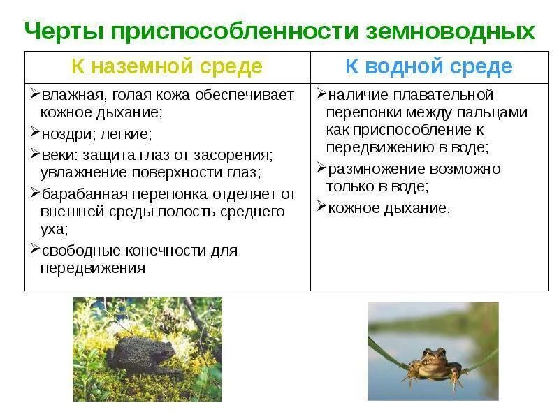 Черты приспособленности к среде обитания наземно водная. Приспособление лягушки к среде обитания таблица. Приспособления земноводных к среде обитания. Приспособления земноводных к среде обитания наземная. Приспособленность земноводных.