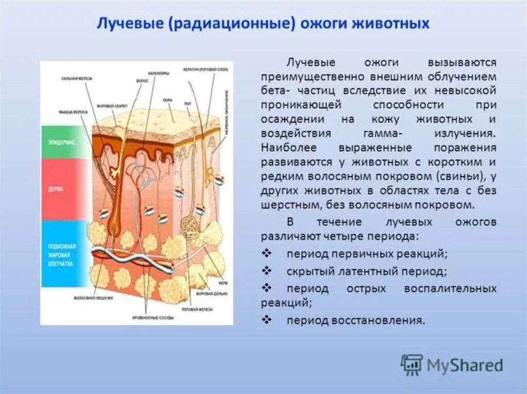 Лучевые ожоги радиационные. Лучевые поражения животных. Радиация кожи