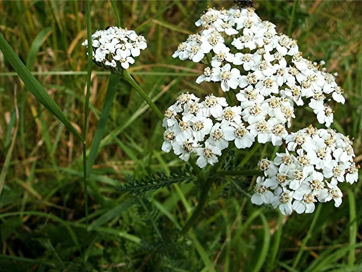 Тысячелистник обыкновенный свойства. Тысячелистник обыкновенный (Achillea millefolium). Тысячелистник зонтичный Achillea umbellata. Тысячелистник обыкновенный (Achilléa millefólium). Тысячелистник обыкновенный (millefolii herba).