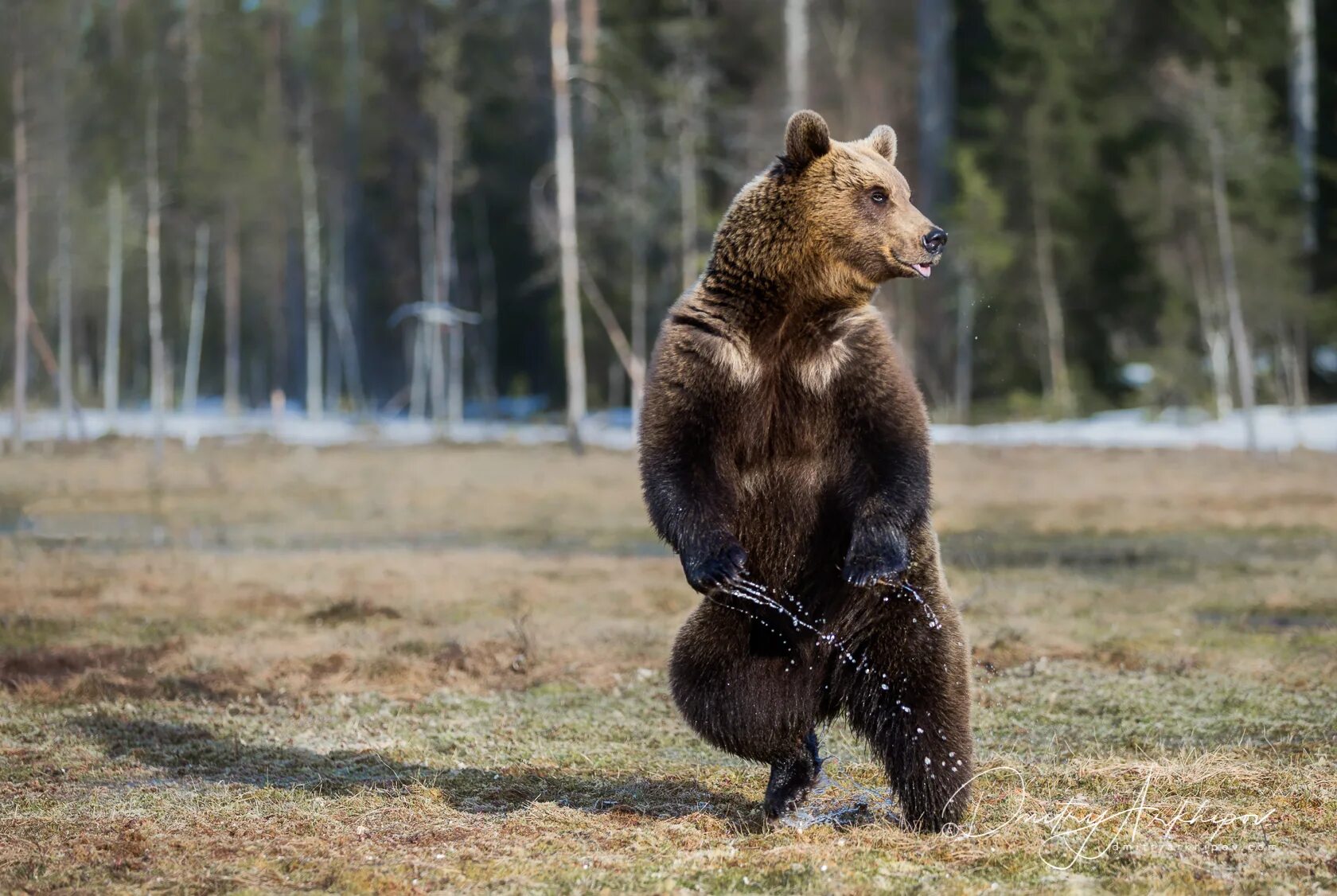 Бесплатная фотовыставка "Заповедная Россия. Кроноцкий заповедник" Казань. Куда п
