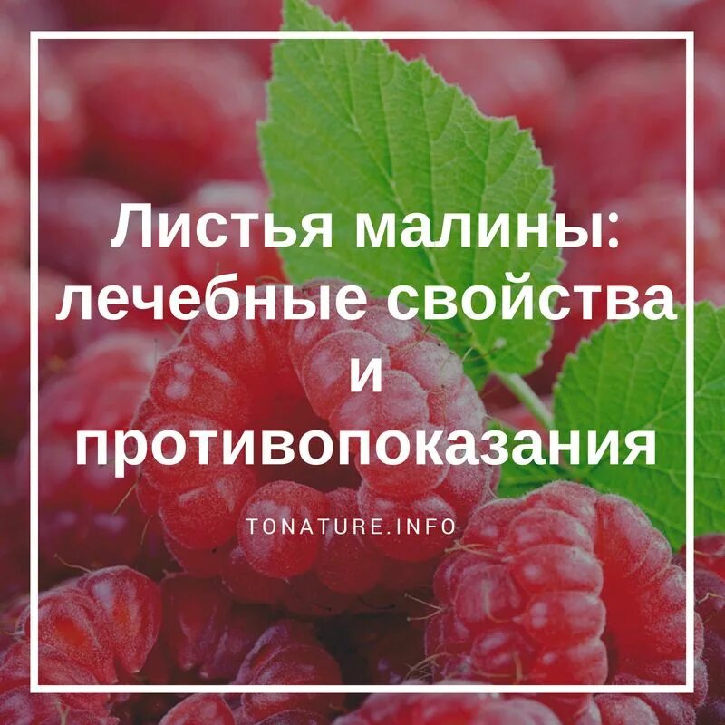 Малина полезные свойства. Лечебные свойства малины. Листья малины полезные свойства. Листья малины противопоказание.