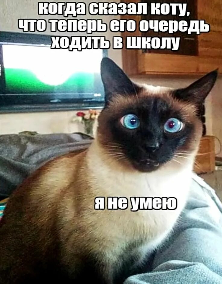 Мем с сиамским котом 9 Fascinating Facts About Siamese Cats Siamese cats, Cats, Siamese kittens