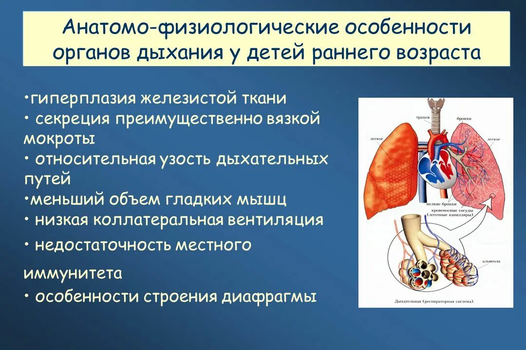 Анатомо-физиологическая характеристика дыхательной системы. Афо органов дыхания у детей. Анатомо-физиологические особенности органов дыхания. Анатомические особенности дыхательной системы.