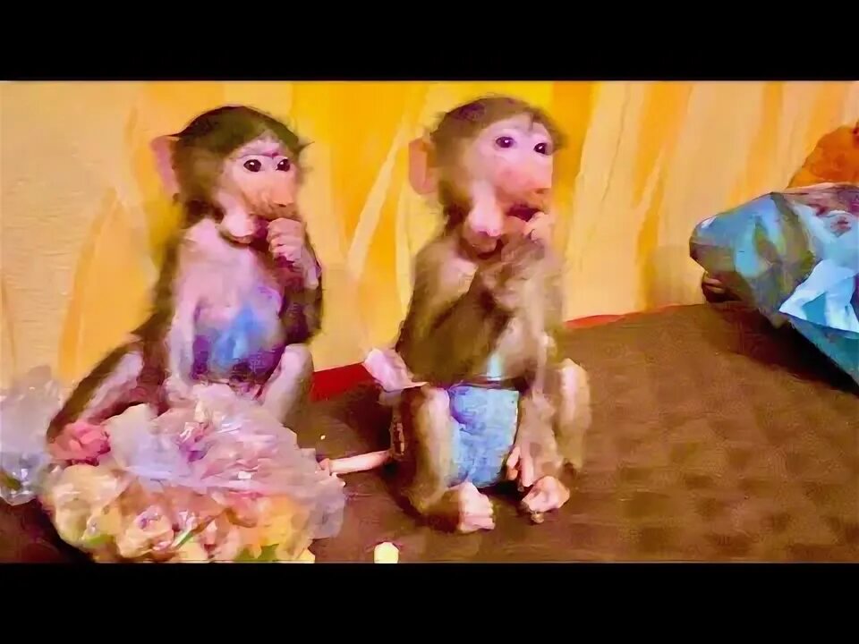 Степа маня и тося. Степа маня и тося