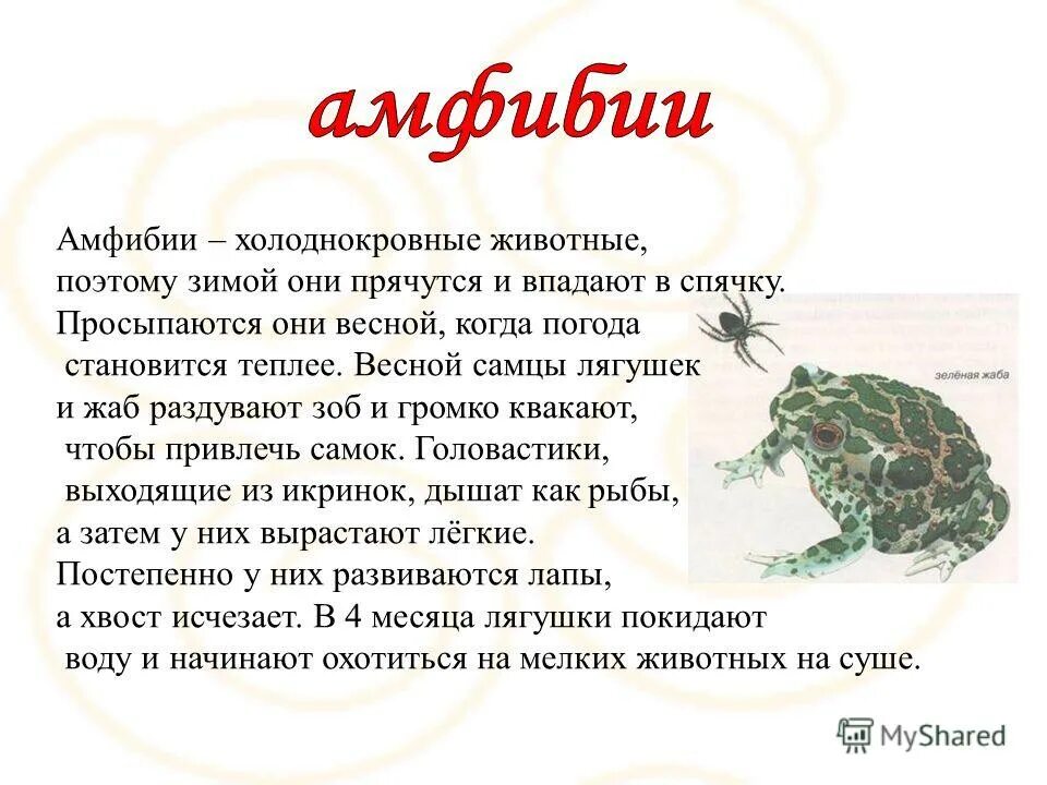 ящерицы холоднокровные. холоднокровные животные. лягушка хладнокровное животное.