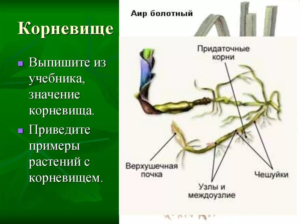 Растительное корневище. Пырей видоизмененный побег. Корневище. Корневище примеры. Корневище растения.