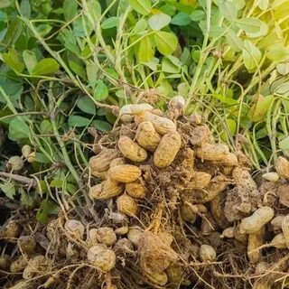Как называется земляной орех