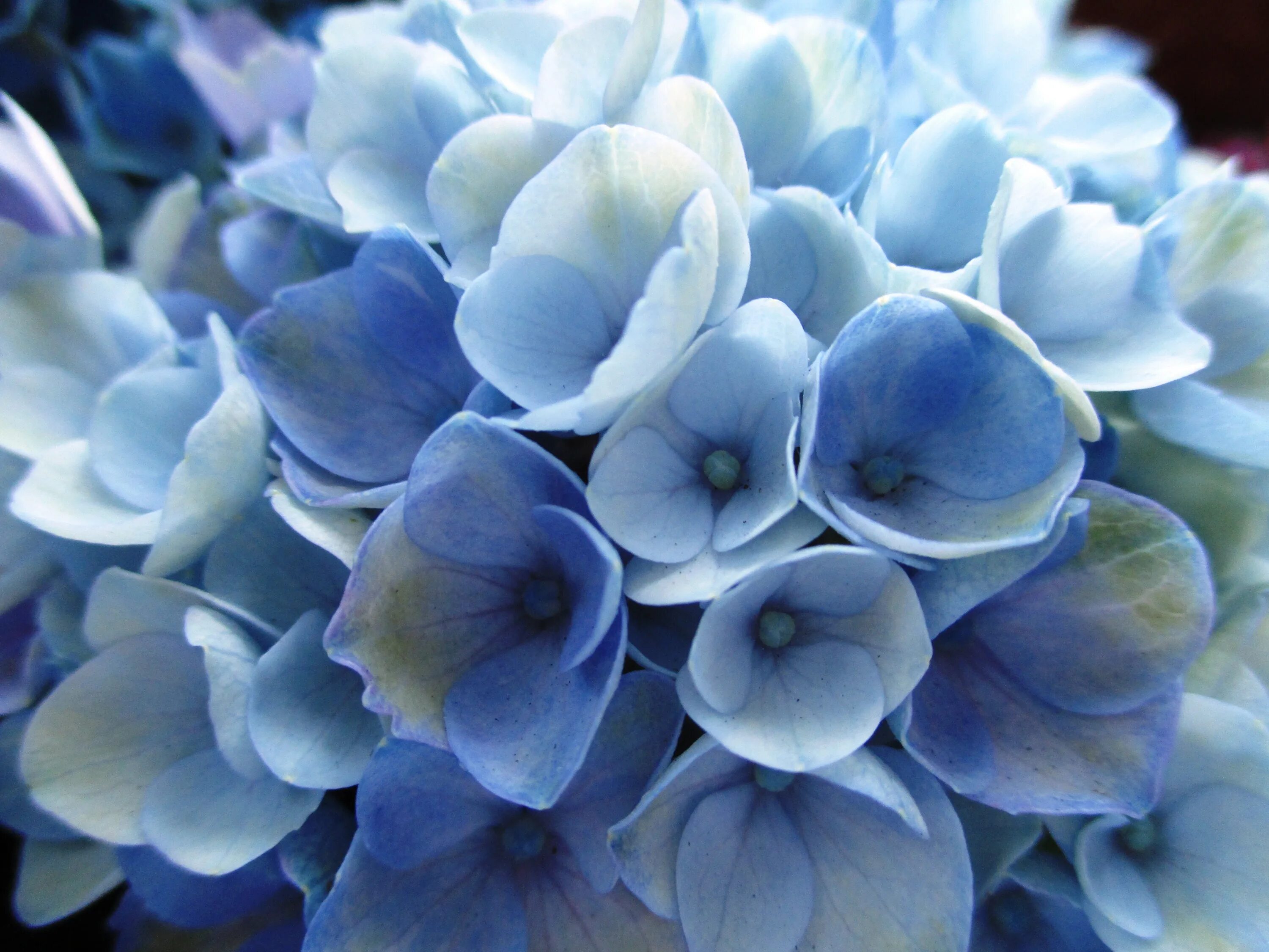 Выполнен в голубом цвете голубой