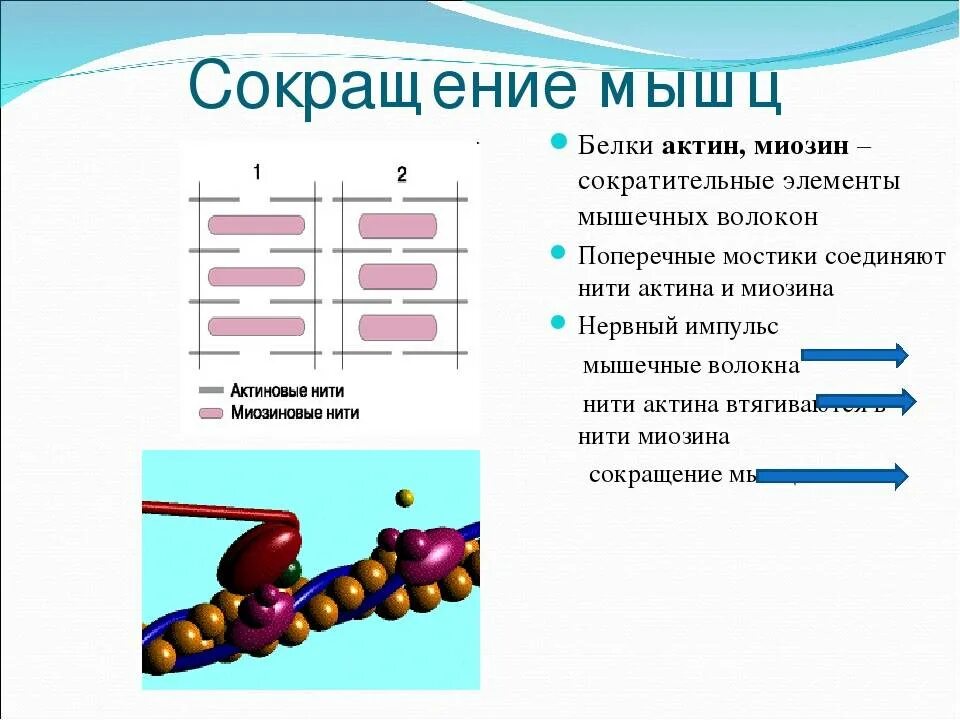 Актин входит в состав. Актин и миозин при сокращении. Сокращение мышц актин и миозин. Белки мышечного сокращения. Сокращение мышц белки.