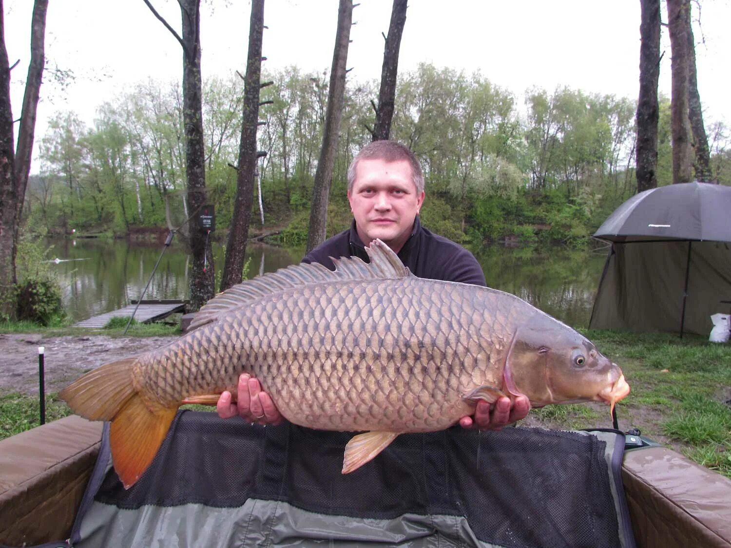 карп 300 кг. карпы сочи. 13 карп. 13 карп. 13 карп.