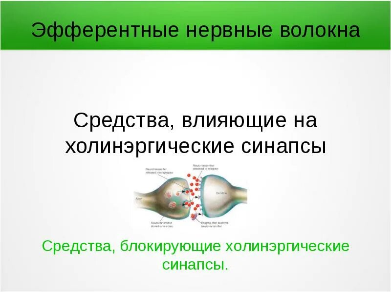 Эфферентные проводящие пути цнс. Афферентные и эфферентные нервные волокна мозжечка. Эфферентный путь вегетативных нервов. Афферентные и эфферентные пути. Эфферентные нервные волокна.