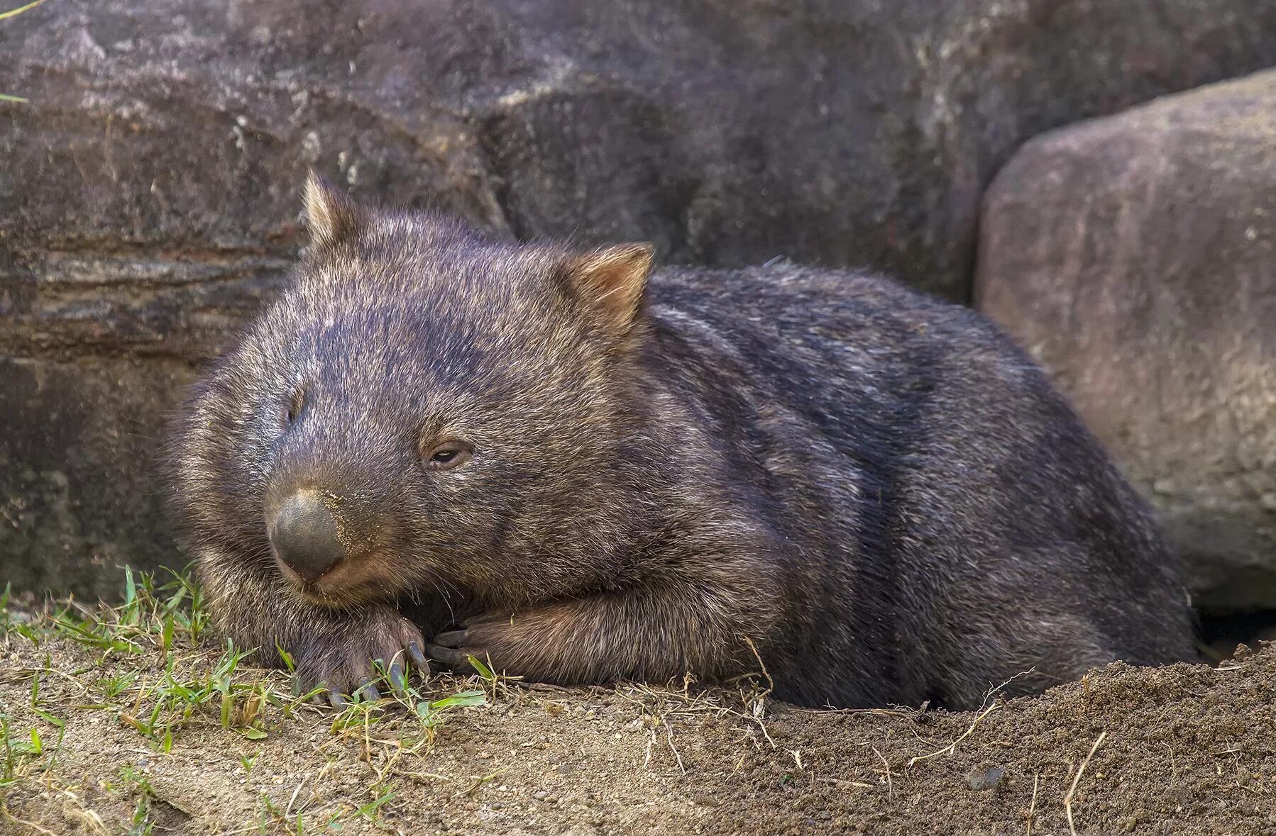 Wombat перевод. Вомбат в Австралии. Вомбат хвост. Вомбата Уорду. Северный длинношерстный вомбат.