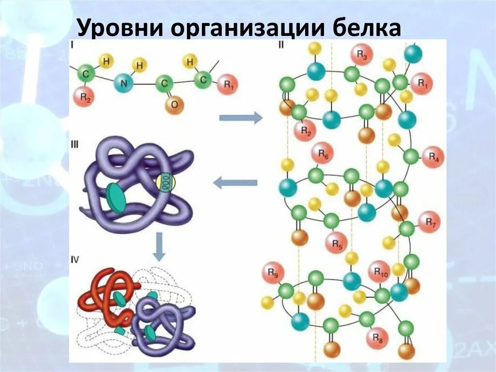 Структура белковой молекулы схема. Уровни структурной организации белков рисунок. Уровни организации белков рисунок. Уровни организации белковой молекулы схема. Молекула белка уровни организации белковой молекулы