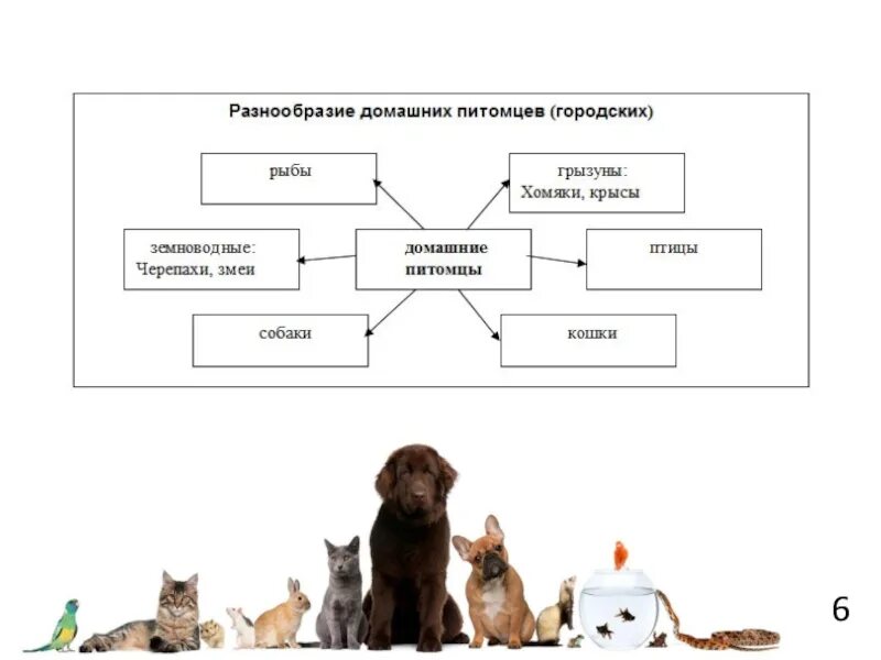 Технологические процессы содержания животных. Домашние животные классификация. Животные схема. Схема домашних животных. Разнообразие видов домашних питомцев.