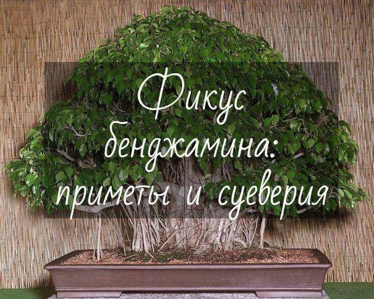Орхидеи в интерьере. Орхидея фаленопсис приметы. Орхидея фаленопсис приметы и суеверия. Орхидея в доме приметы и суеверия. Орхидея дома приметы.