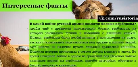 Интересные факты о верблюдах