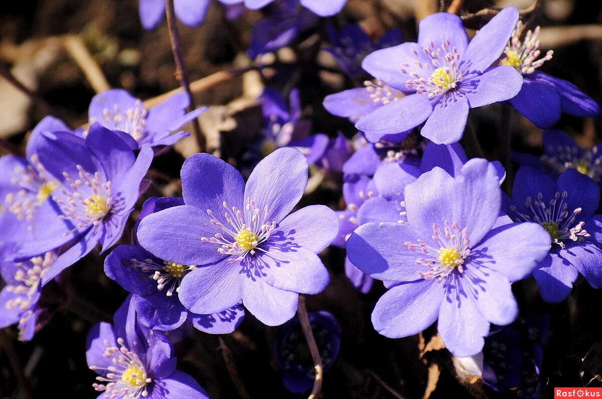 Печеночница благородная (hepatica Nobilis). Печёночница обыкновенная. Печеночница (перелеска) обыкновенная. Первоцвет печеночница. Печеночница благородная красная книга