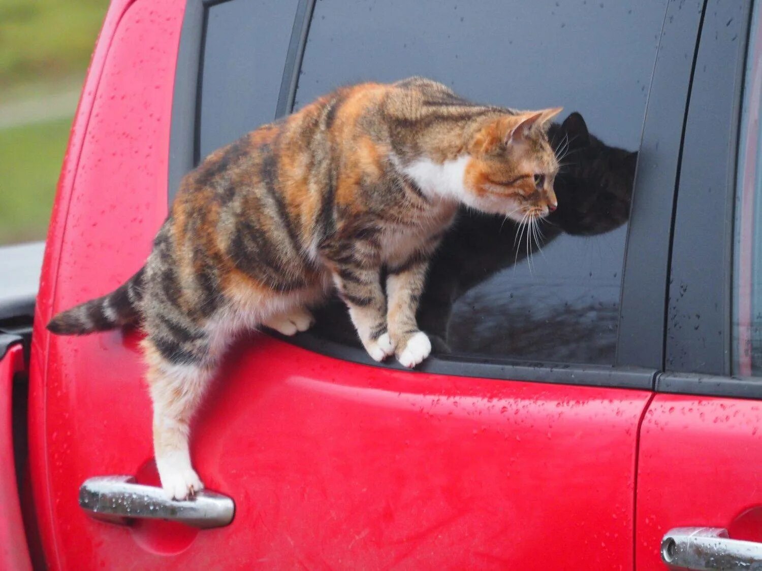 Включи котэ машина. Котэ на автомобиле. Кошачья машина. Кошка водит машину. Кот едет в машине.