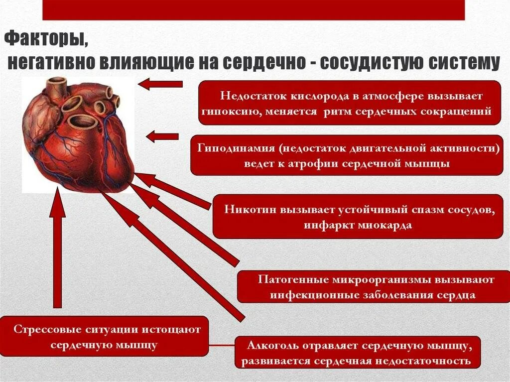 Сердечно сосудистую систему кроме. Влияние алкоголя на сердечно-сосудистую систему. кофеин на сердечно сосудистую систему. причины сердечно-сосудистых заболеваний. влияние курения на сердечно сосудистую систему.
